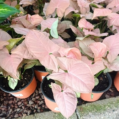 Syngonium rosado en internet