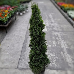 Thuja Smaragd - comprar online