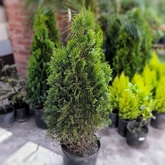 Imagen de Thuja Smaragd