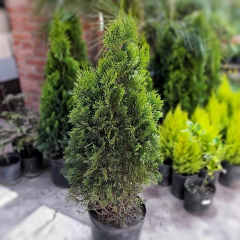 Thuja Smaragd