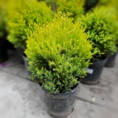 Thuja Rheingold - comprar online