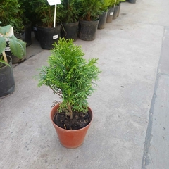 Thuja Smaragd - tienda online