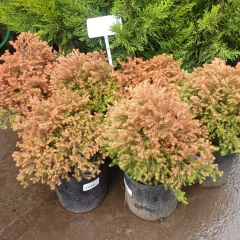 Thuja Rheingold - Vivero Mario