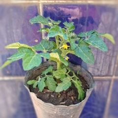 Tomate Cherry - comprar online