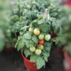 Tomate Cherry en internet