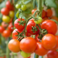 Tomate Cherry
