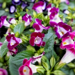 Torenia en internet