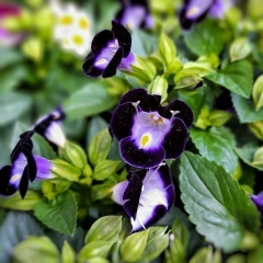 Torenia - comprar online