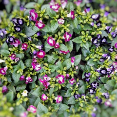 Torenia - Vivero Mario