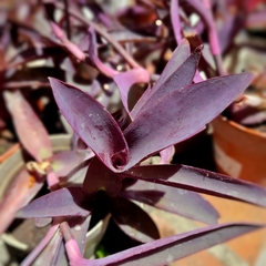 Tradescantia Pallida - comprar online