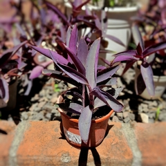 Tradescantia Pallida en internet