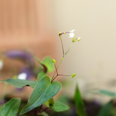 Tradescantia Bridal Veil - comprar online