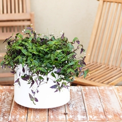 Tradescantia Bridal Veil