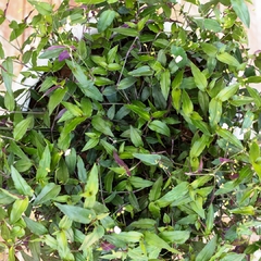 Tradescantia Bridal Veil en internet