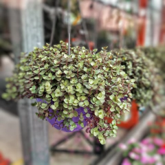 Tradescantia Peluca en internet