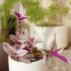 Tradescantia Nanouk