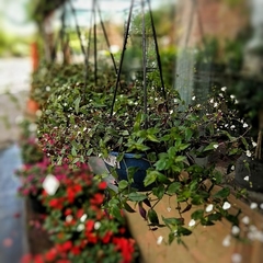 Tradescantia Bridal Veil - tienda online