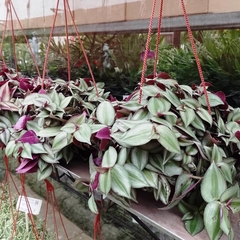 Imagen de Tradescantia Zebrina