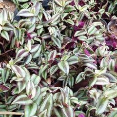 Tradescantia Zebrina en internet