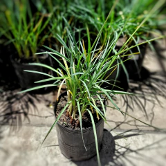 Tulbalgia en internet