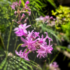 Tulbalgia - comprar online