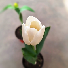 Tulipán