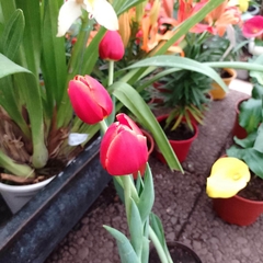 Tulipán - Vivero Mario