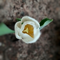 Tulipán en internet