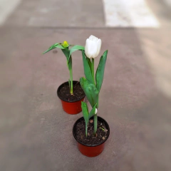 Tulipán - tienda online