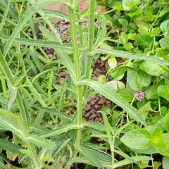 Verbena bonarensis en internet