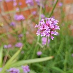 Verbena bonarensis