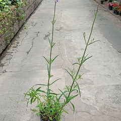 Imagen de Verbena bonarensis