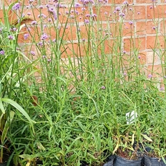 Verbena bonarensis - tienda online