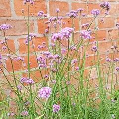 Verbena bonarensis - Vivero Mario