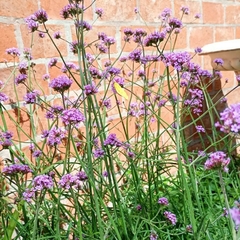 Verbena bonarensis - comprar online