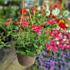 Verbena - comprar online