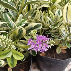 Verónica Variegada - Vivero Mario
