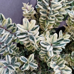Verónica Variegada