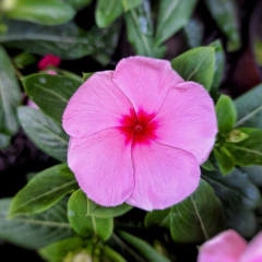 Vinca - tienda online