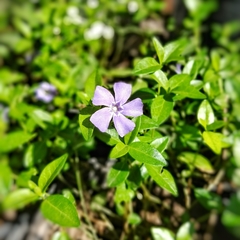 Vinca Verde