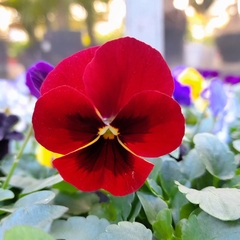 Violas - Vivero Mario