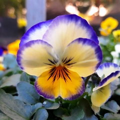 Violas - tienda online