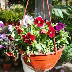Violas - tienda online