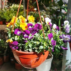 Imagen de Violas