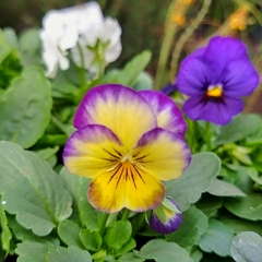 Violas - Vivero Mario
