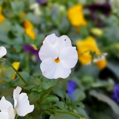 Violas