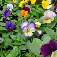 Violas - comprar online