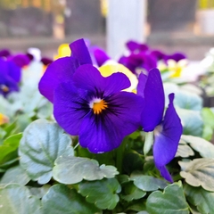 Violas - Vivero Mario