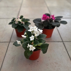 Violeta Africana - Vivero Mario
