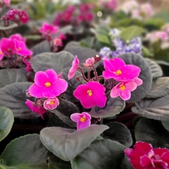 Violeta Africana - comprar online
